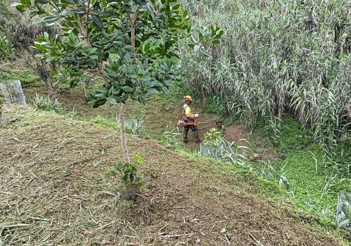 43 fincas privadas de 10 municipios se repartieron el Fondo Verde Forestal