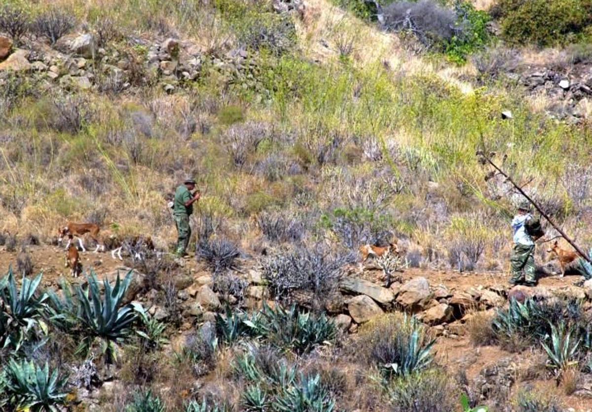 La caza arranca en Gran Canaria el 3 de agosto; los tiros, el 29 de septiembre
