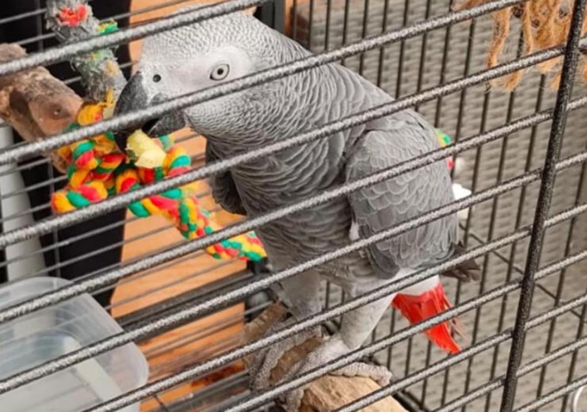 Se busca a Happy, un loro gris de cola roja perdido en la capital grancanaria