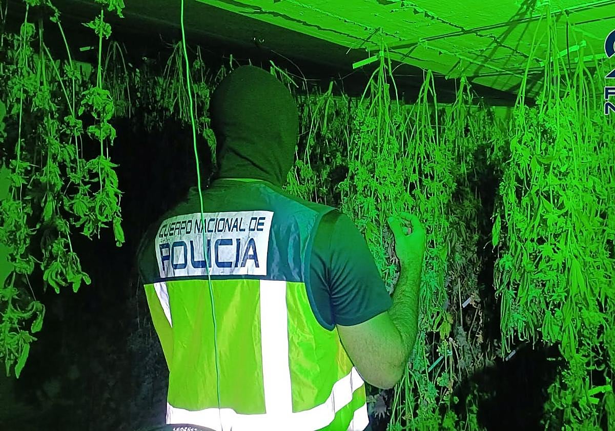 Imagen principal - Cuatro detenidos por cultivo y tráfico de marihuana en el sur de Tenerife