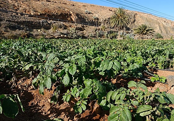 Papas plantadas en gavias de Toto, en el municipio de Pájara.