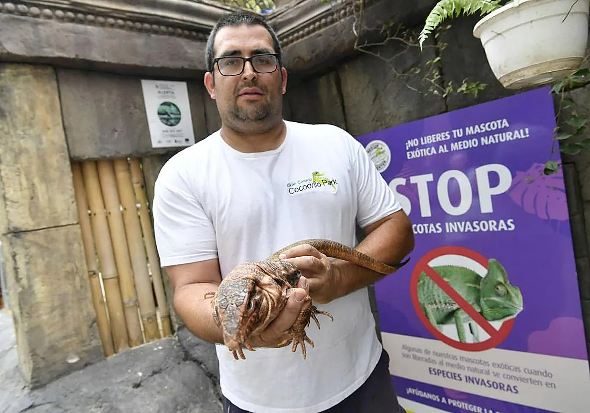 Un tejú o un cocodrilo como mascota