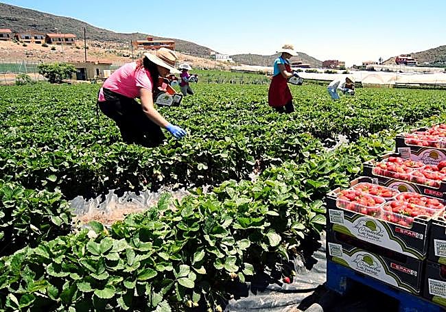 SPAR promueve el consumo de fresas cultivadas en Valsequillo.