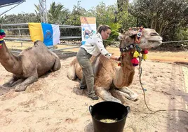 La presidenta tinerfeña, Rosa Dávila, con los camellos canarios de la Drome Milk, del grupo Oasis Park de Fuerteventura.