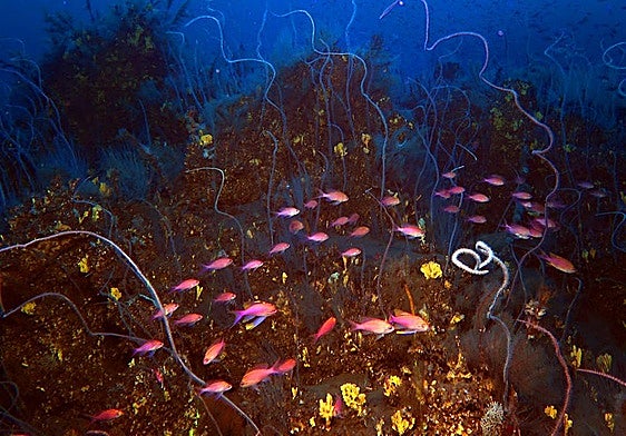 Corales y peces en la lava submarina del volcán Tajogaite de La Palma.