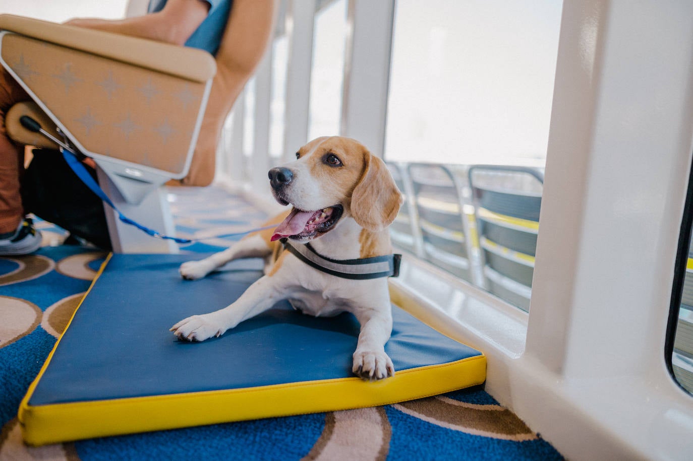 Mascota en la acomodación Pet Sofa de Fred. Olsen Express.