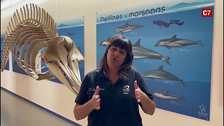 La ULPGC investiga el poder rejuvenecedor de la sangre de los delfines
