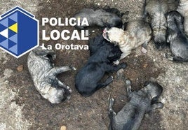 Imagen de los cachorros encontrados por la Policía Local de La Orotava.
