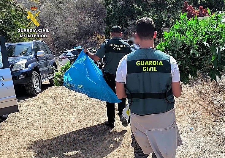 Pillan a un vecino de Arucas con una macroplantación de 230 plantas marihuana