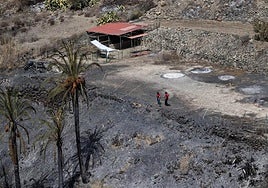 Daños causados por el primer incendio del verano en Gran Canaria.
