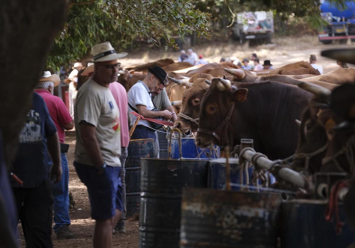 Las fiestas del Pino calientan motores con la feria de ganado