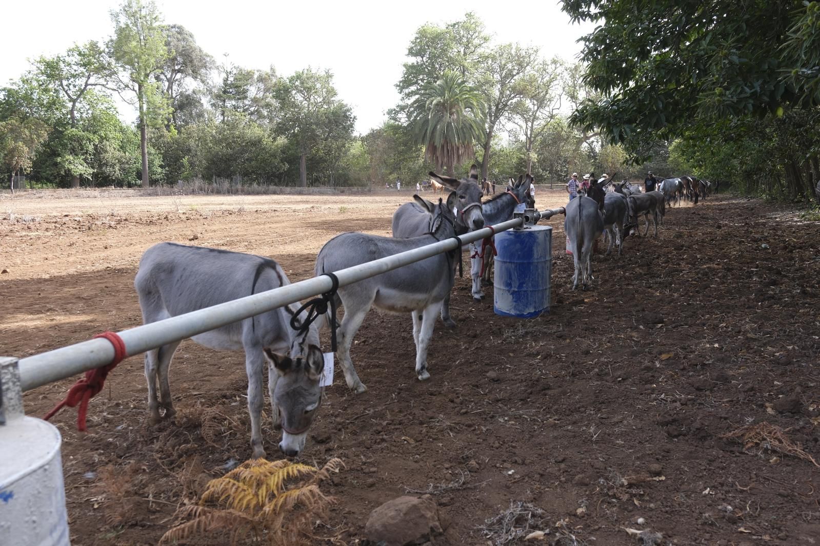 Las fiestas del Pino calientan motores con la feria de ganado