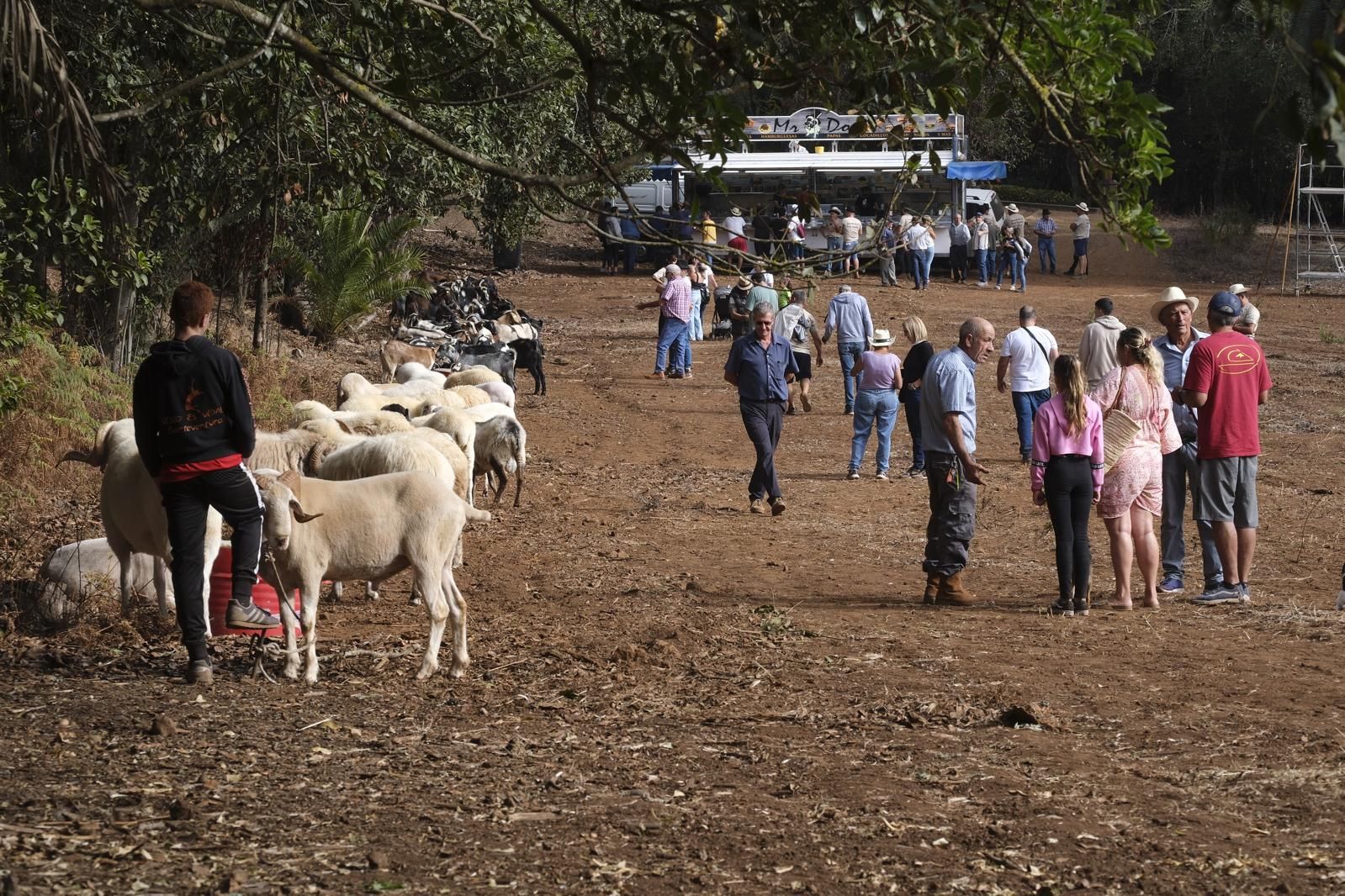 Las fiestas del Pino calientan motores con la feria de ganado