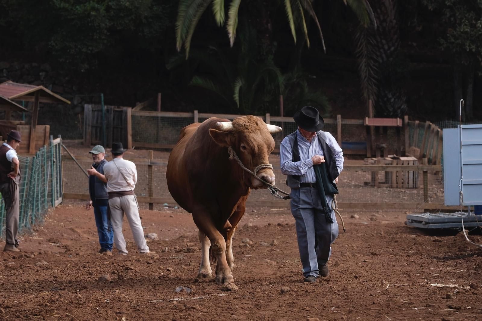 Las fiestas del Pino calientan motores con la feria de ganado