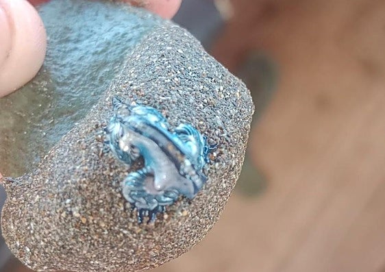 Uno de los ejemplares de dragón azul que han aparecido este martes en Playa del Inglés.