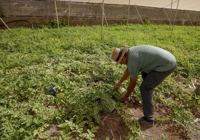 Justo Ramírez cruza los dedos. Las sandías de esta finca las recogerá en breve. Por ahora parecen sanas.