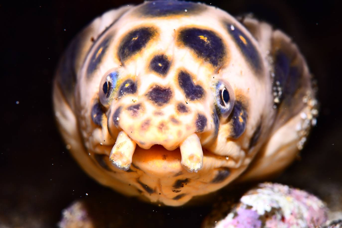 Segundo clasificado Open Fotosub: Tanausú Motas García, Yolanda García Fernández 