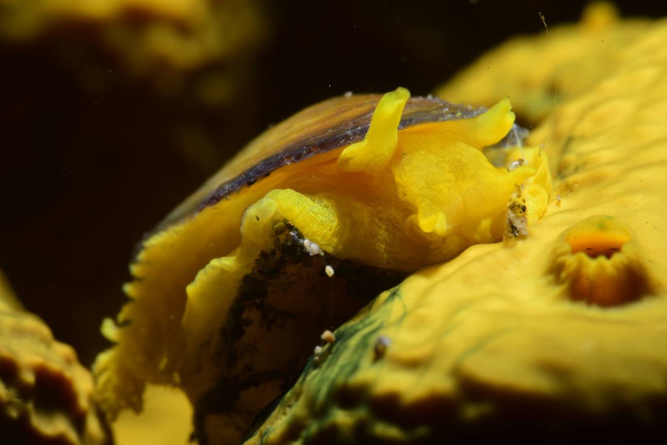 Tercer clasificado Open Fotosub: David Fernández Trujillo, Keily Giron Arriaga 