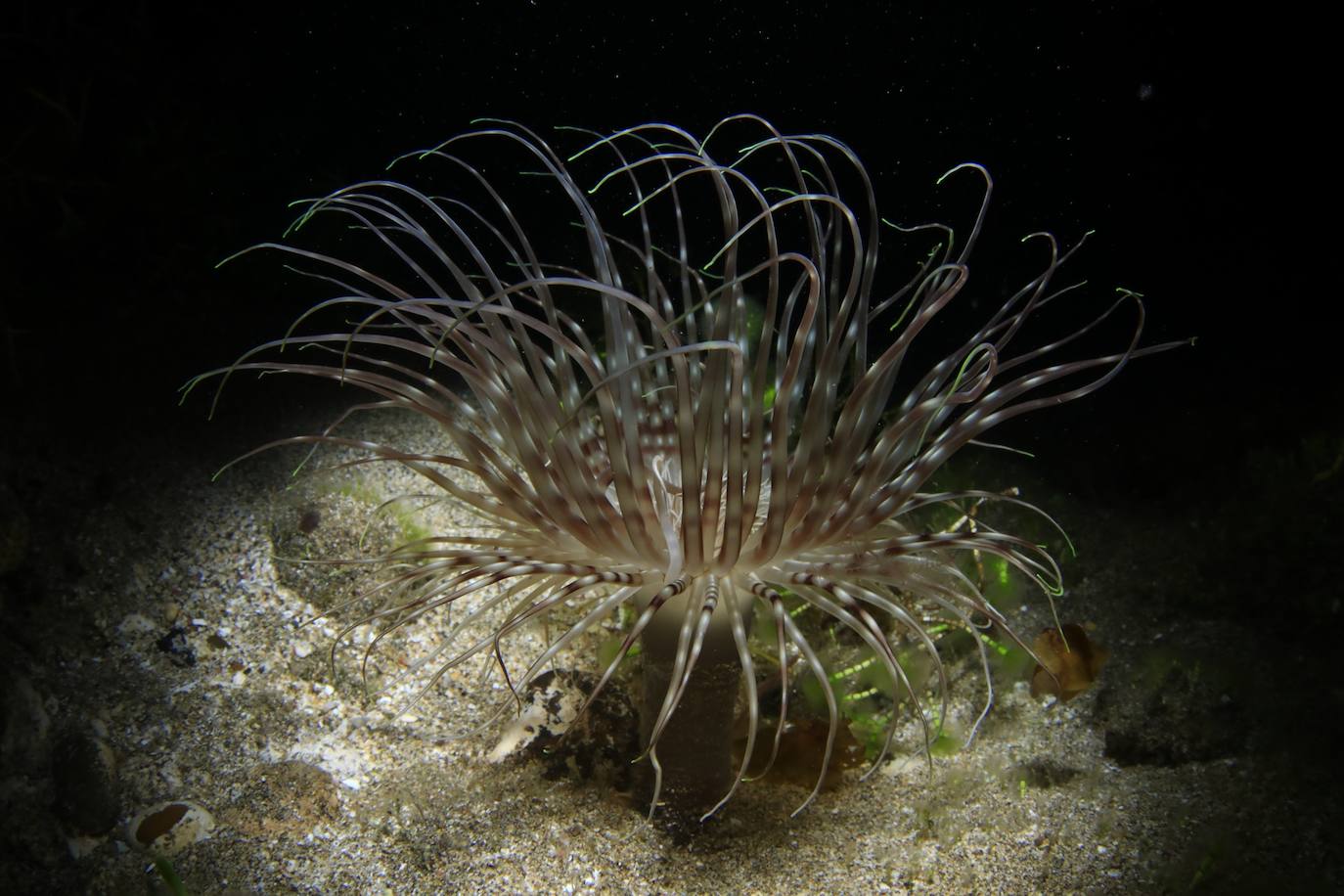 Segundo clasificado Fotosub Nocturno: Arturo Telle Thiemann, Elena Ortega de la Rosa