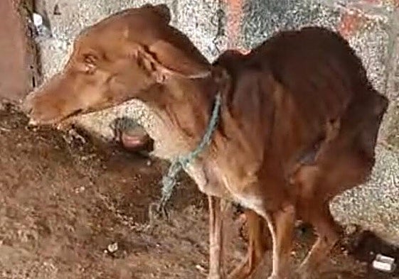 Twiggy', una una de las podencas que fue encontrada desnutrida en esta instalación.