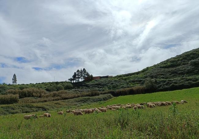 Las ovejas, en plena faena en la Finca La Caldera.