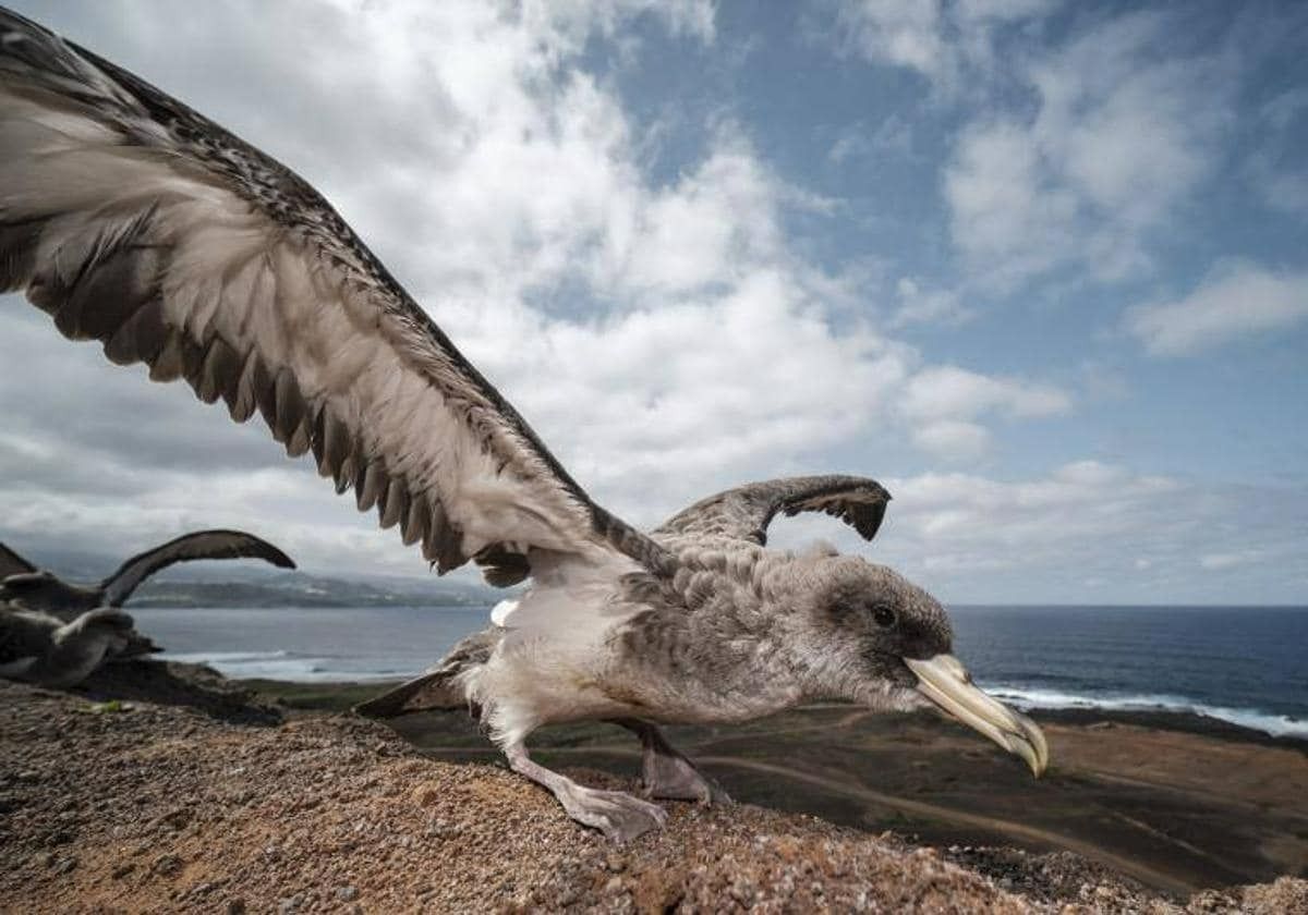 Suelta de pardelas en Gran Canaria.