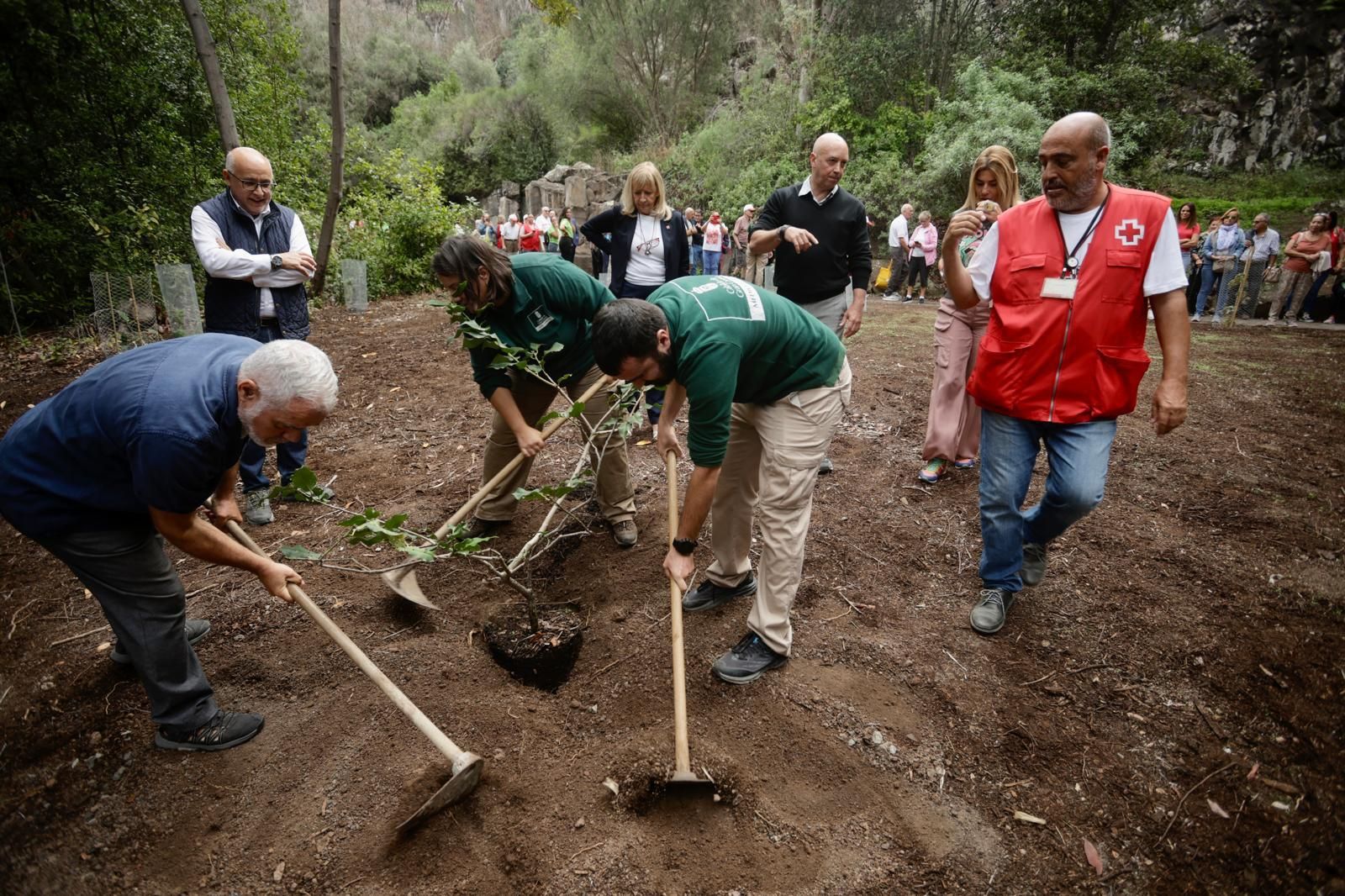 La plantación de Cruz Roja en el Jardín Canario, en imágenes