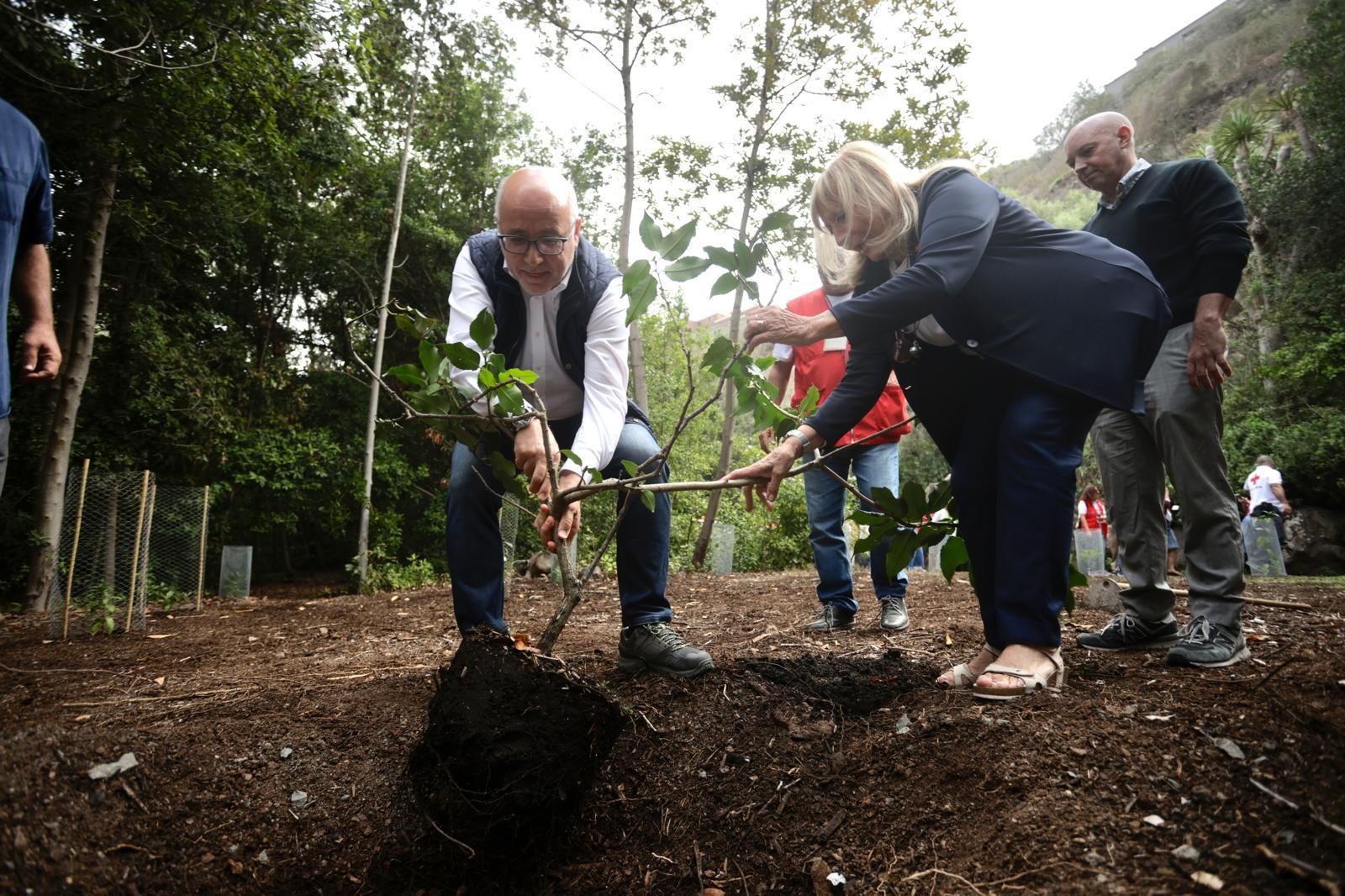 La plantación de Cruz Roja en el Jardín Canario, en imágenes