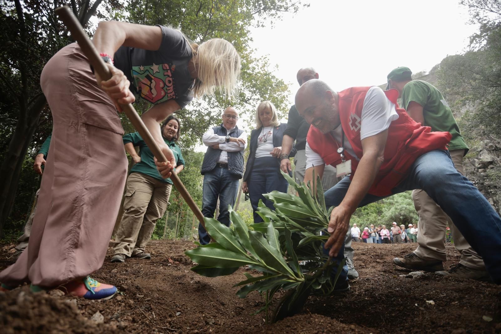 La plantación de Cruz Roja en el Jardín Canario, en imágenes