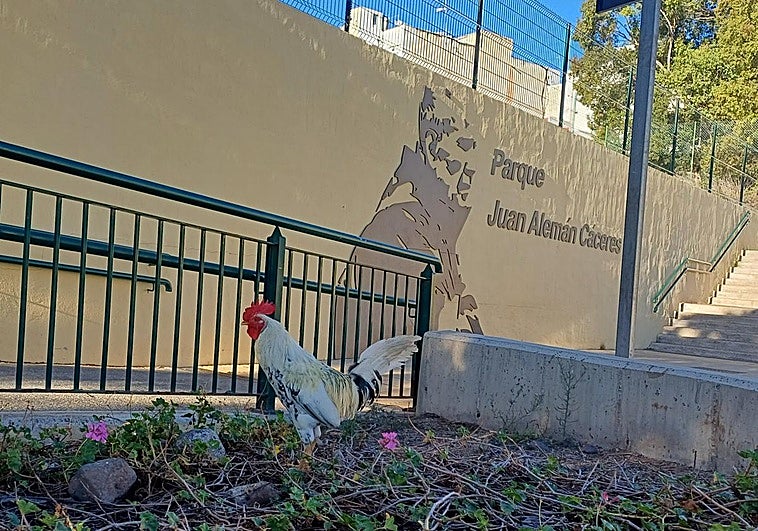 Imagen de uno de los gallos en la entrada del Parque Juan Alemán Cáceres, en La Paterna.