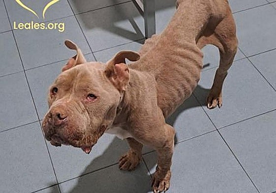 El can encontrado en Marzagán.