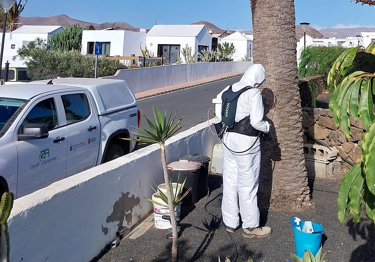 Palmera en tratamiento.