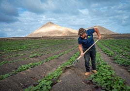 Trabajador agrario.