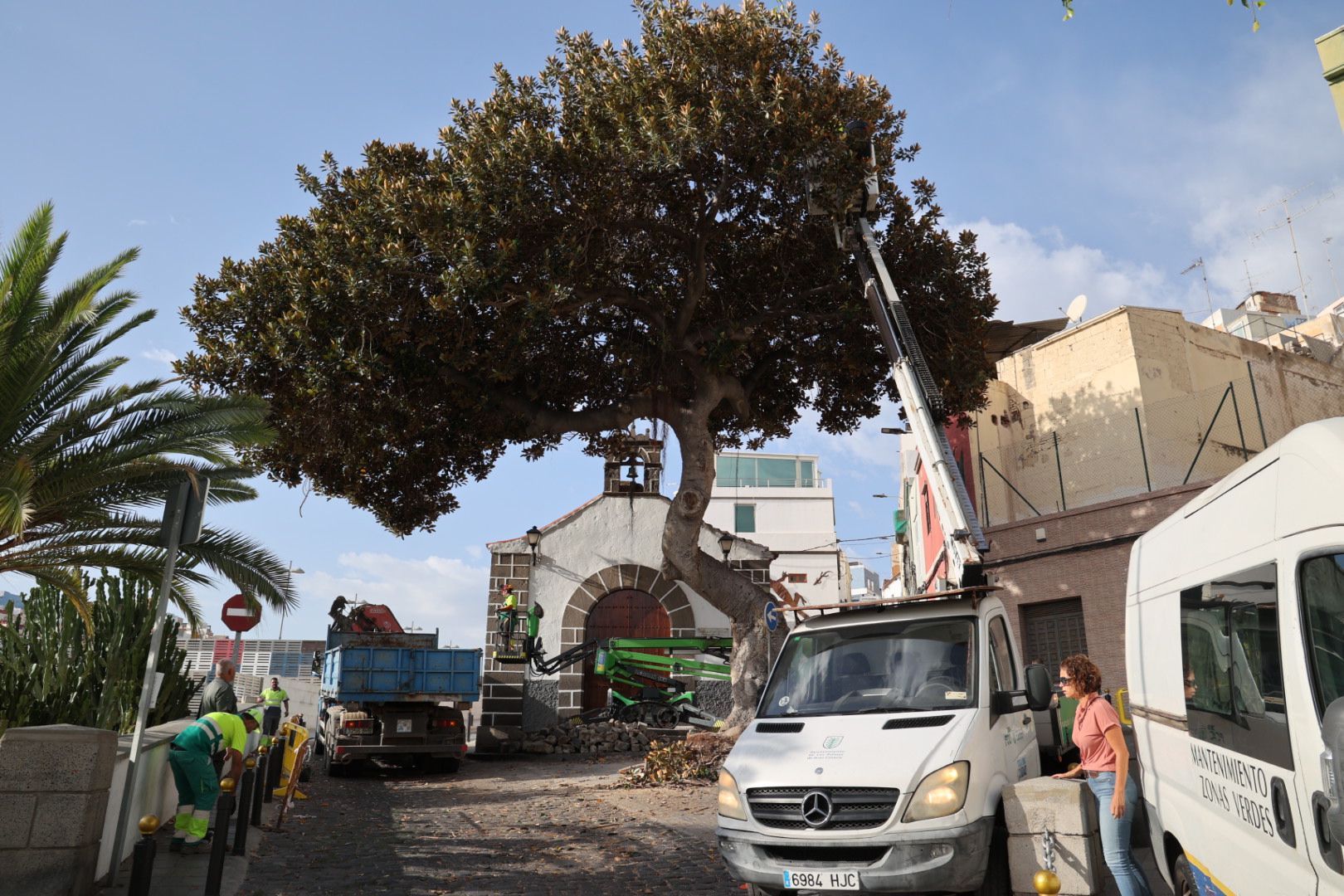 Los vecinos evitan la tala del árbol de la ermita de San Nicolás