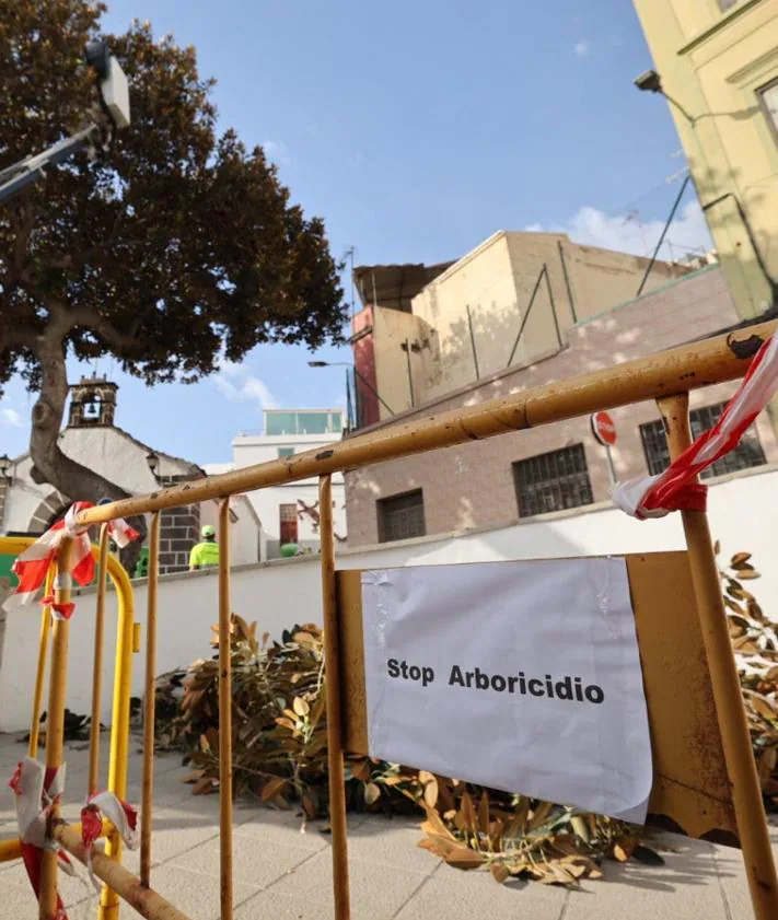 Imagen secundaria 2 - Los residentes no quieren que se retire el árbol y piden alternativas.