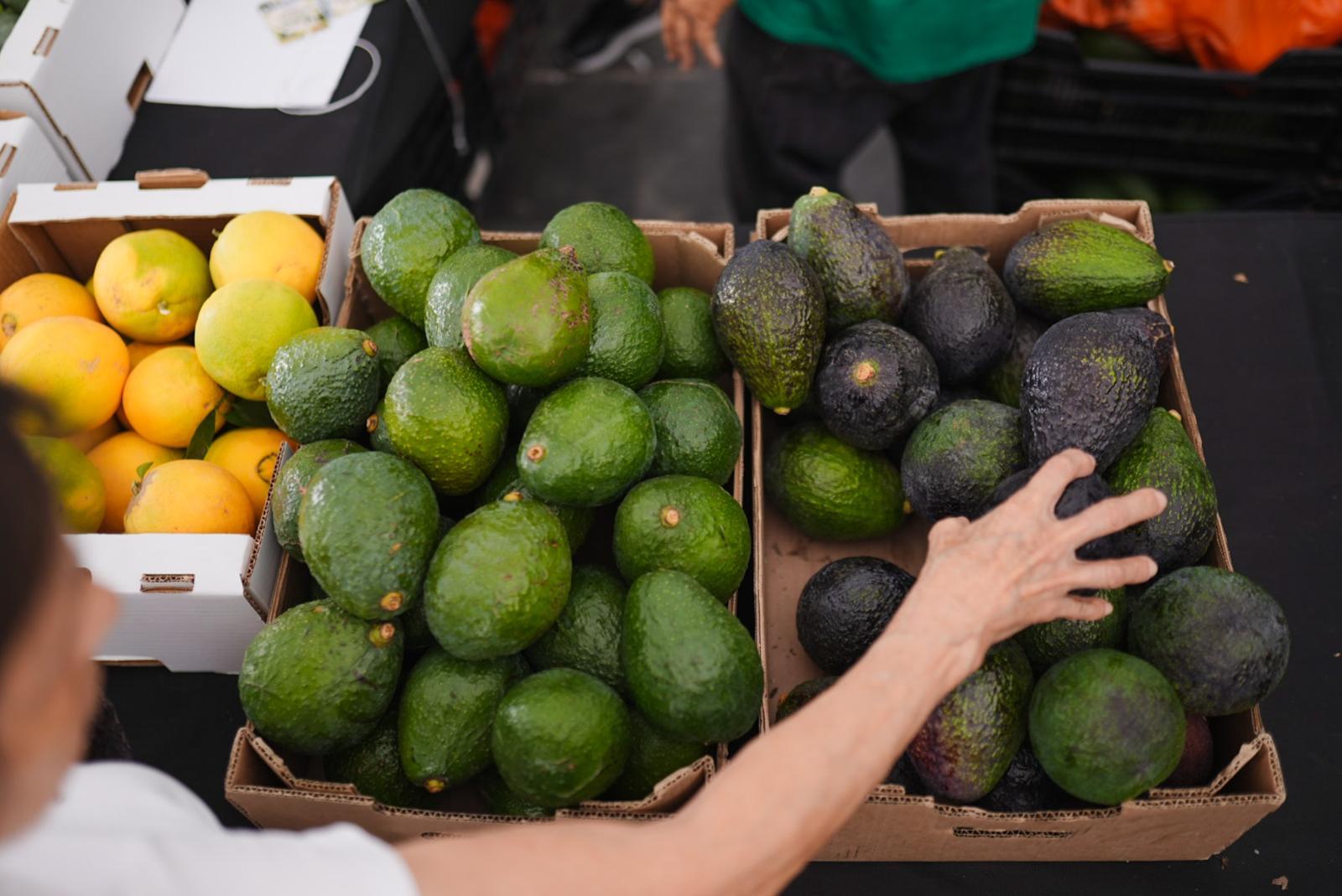 La IX Feria del Aguacate vuelve a Mogán