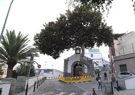 El ficus del risco de San Nicolás se salva de la tala