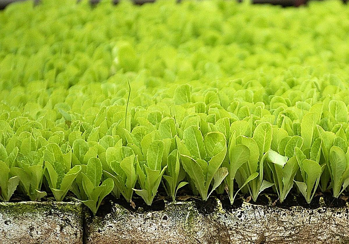 El sector primario, un pilar para la diversificación económica