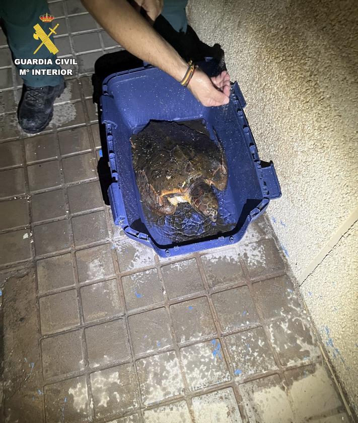 Imagen secundaria 2 - Salvan a una tortuga boba, «en un estado alarmante», en Playa del Hombre