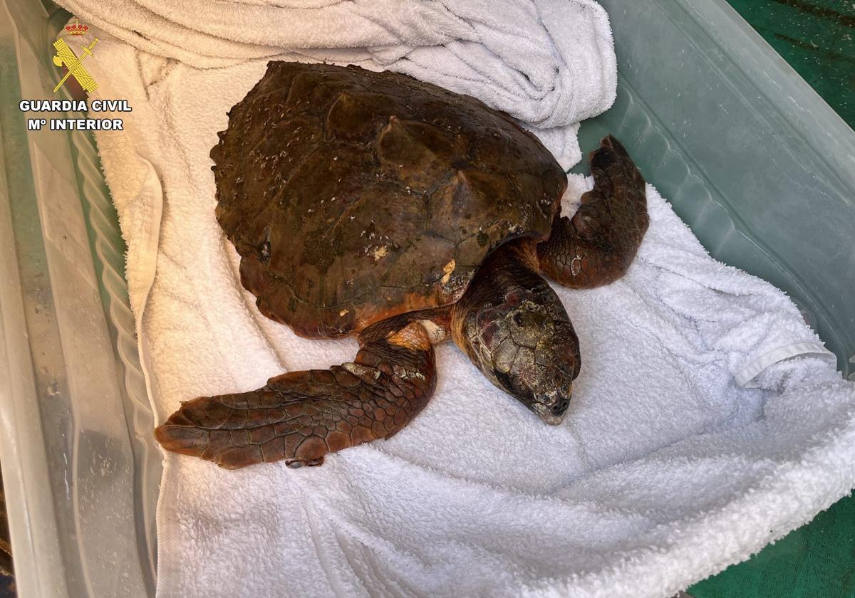 El ejemplar de tortuga boba recuperado.