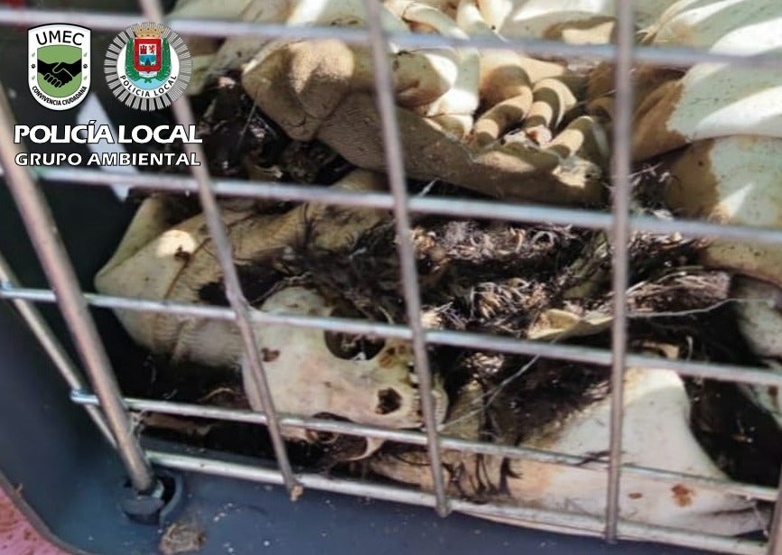 Imagen de uno de los gatos hallados muertos en la vivienda.