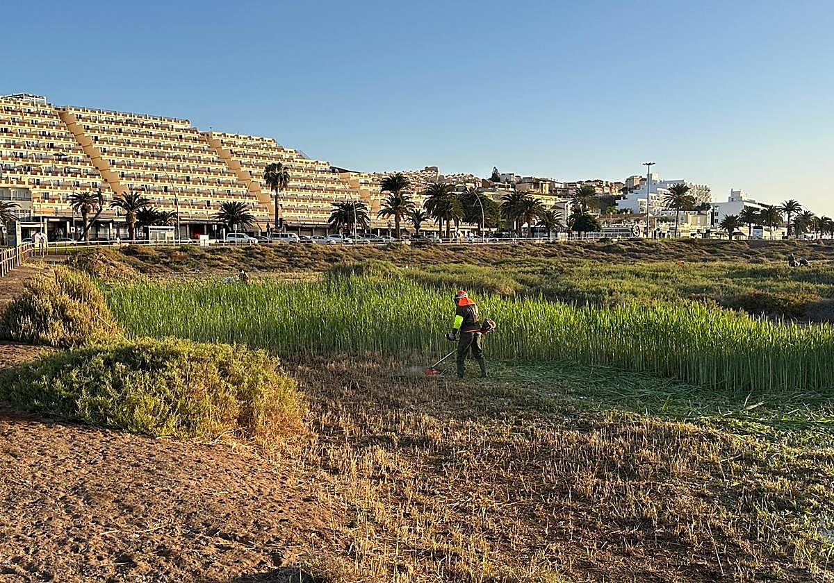 Un operario de Gesplan, en plena tarea de control de las cañas en el Sitio Científico de El Saladar, en la playa de El Matorral, en Jandía.