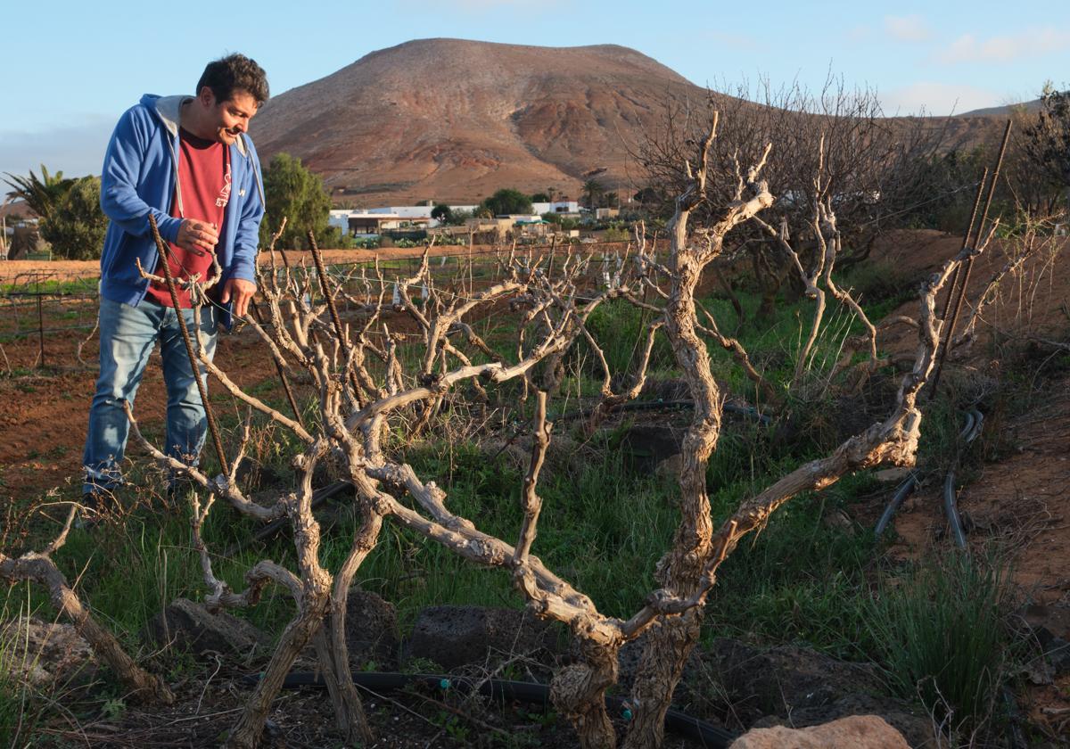 Miguel Cabrera Viera, con una de las parras centenarias de sus abuelos en la montañeta de El Sordo, en Tetir: la moscatel, que tiene las varas más finas que otras variedades.