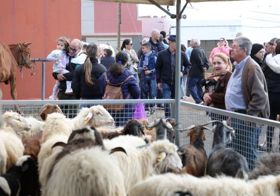 Feria y exposición de ganado en las fiestas de La Candelaria de Ingenio.