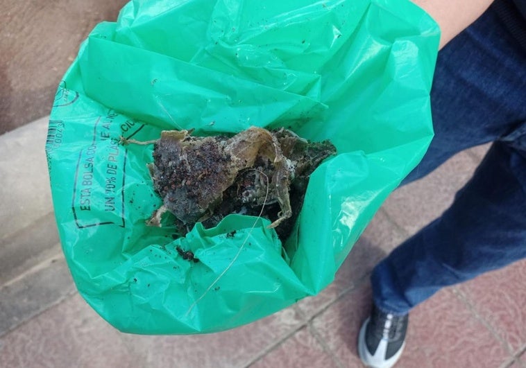 Alimentos contaminados con veneno y hallados este martes en un parterre de la Avenida del Muelle.