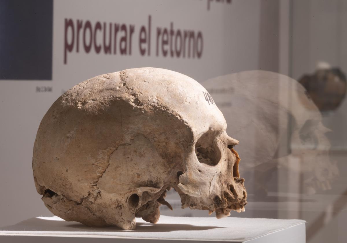 Un cráneo de la cultura de los mahos expuesto en el museo con sede en Betancuria.