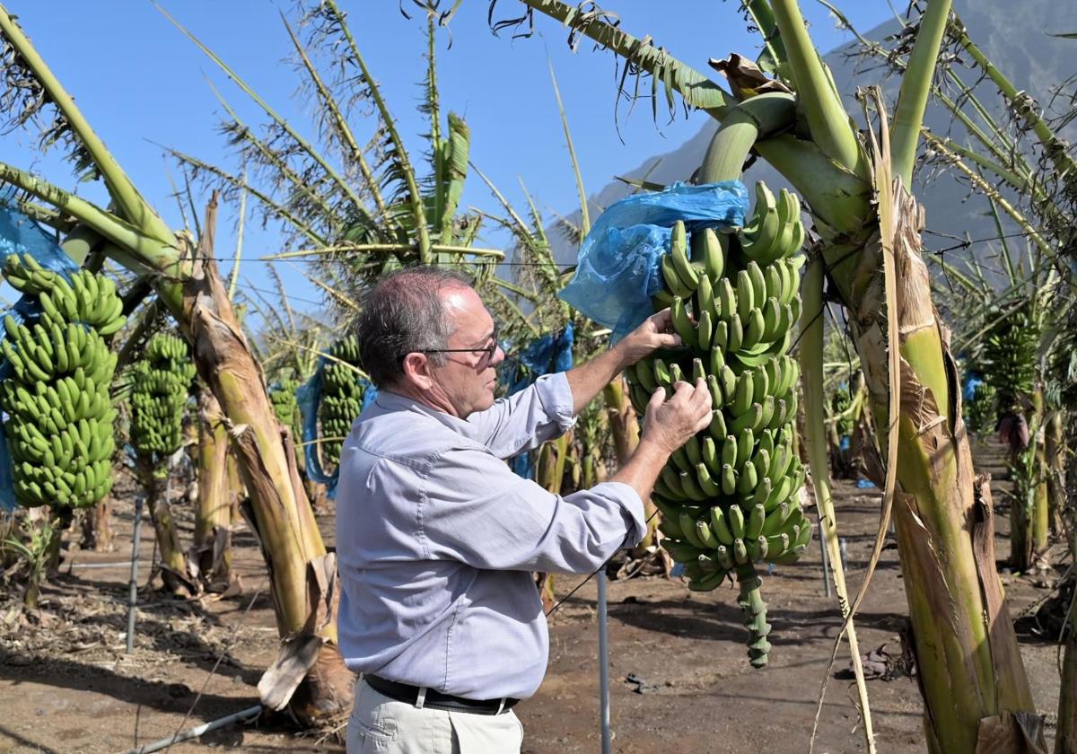 Plantación de plátanos afectada por Dorothea.