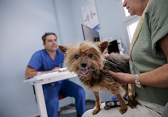 Foto de archivo de una consulta en el hospital veterinario de la ULPGC.