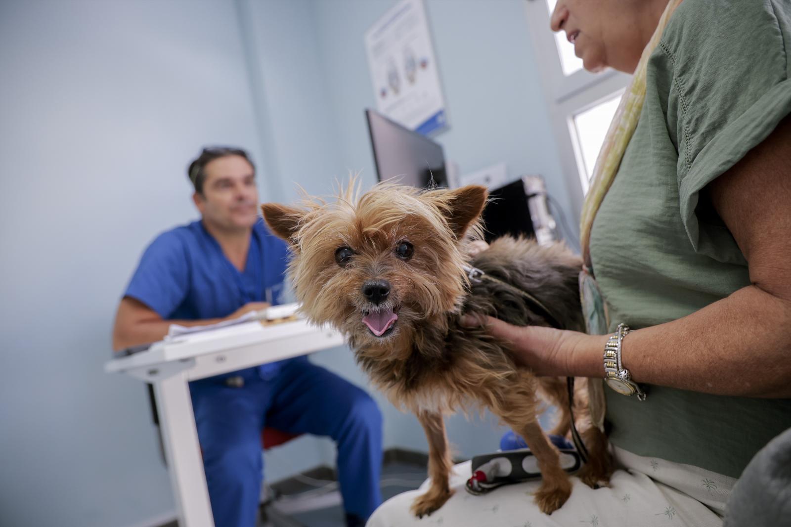 Foto de archivo de una consulta en el hospital veterinario de la ULPGC.