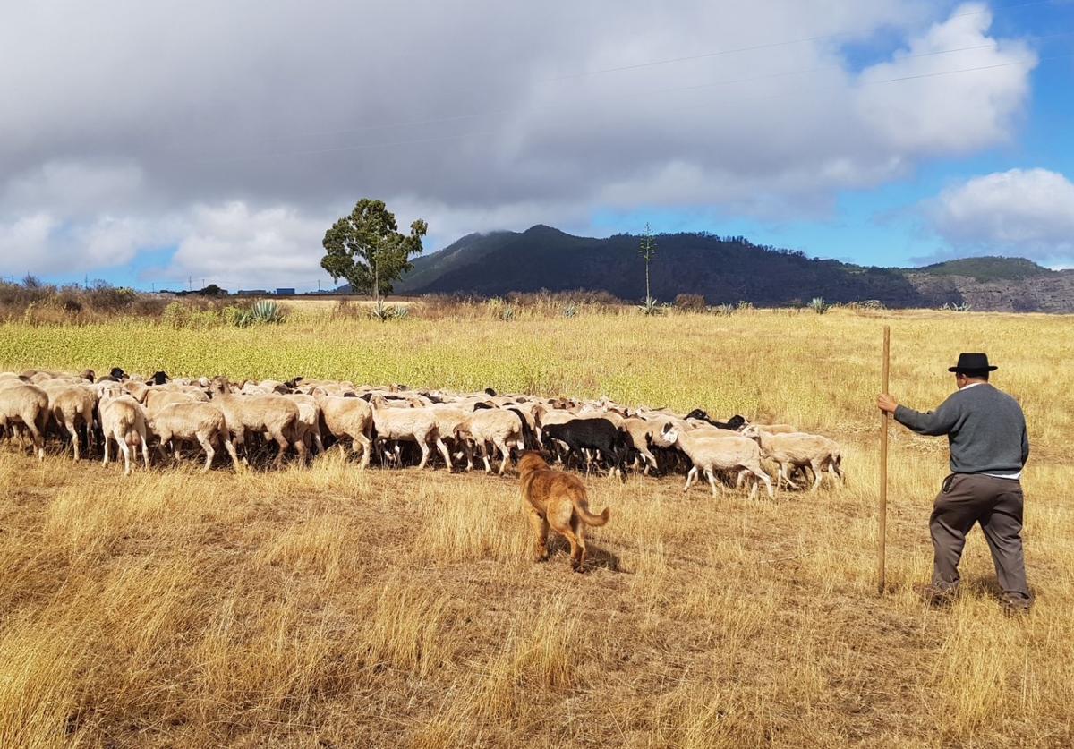 Un pastor vigila con su perro un rebaño de ovejas.